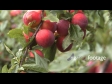 Plums on Tree 2 1041